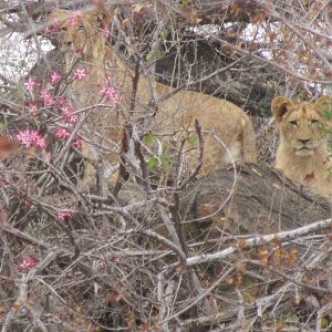 Youngster Lions