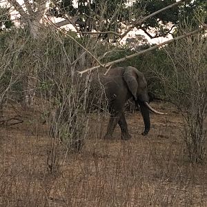 Elephant South Africa