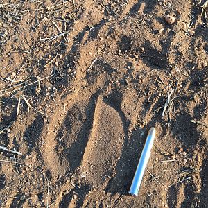 Cape Buffalo track South Africa