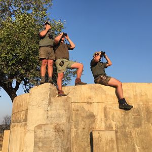 Glassing Cape Buffalo South Africa