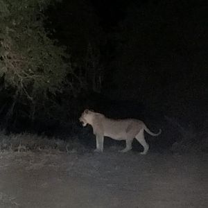 Lion South Africa