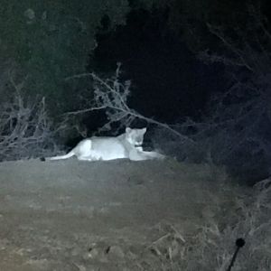 Lion South Africa