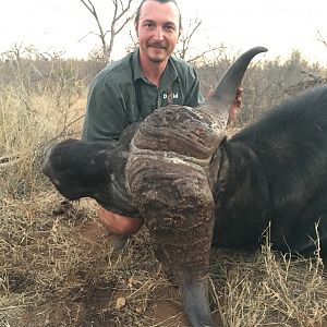 Buffalo Hunting South Africa