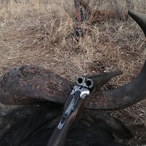 Buffalo Hunting South Africa