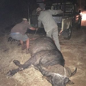 South Africa Hunting Buffalo