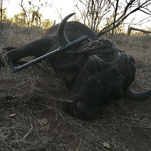 South Africa Hunt Cape Buffalo