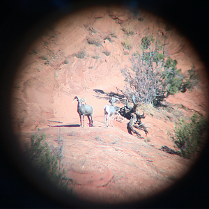 Desert Bighorn