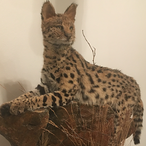 Serval