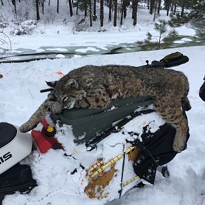 Idaho Bobcat