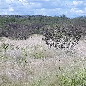 Hunting Area Namibia