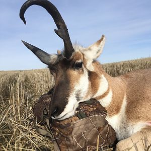 Montana Pronghorn