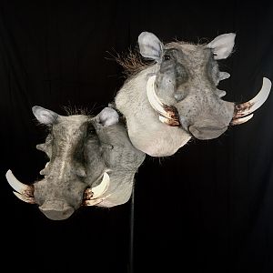 Warthog Double Pedestal Taxidermy