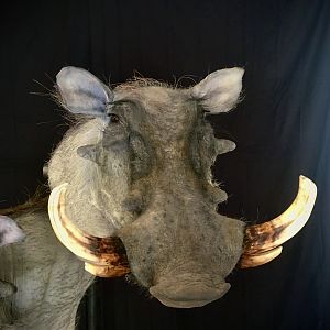 Warthog Double Pedestal Taxidermy