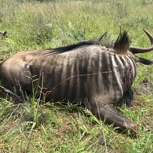 Namibia Hunting Blue Wildebeest