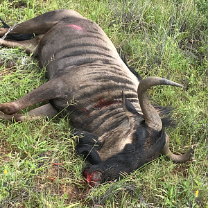 Hunt Blue Wildebeest in Namibia