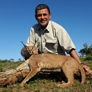 South Africa Hunt Caracal