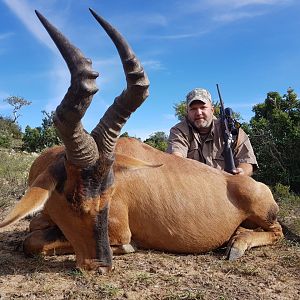 Hunting Red Hartebeest in South Africa