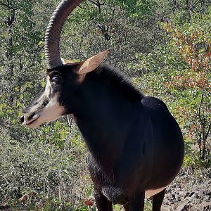 Sable Mania. South Africa