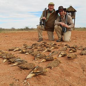 Sandgrouse South Africa