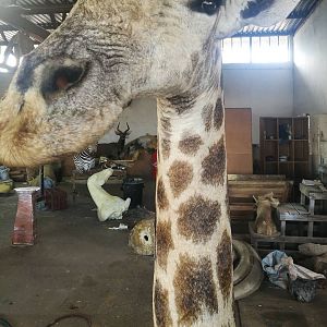 Giraffe floor Pedestal with habitat Taxidermy