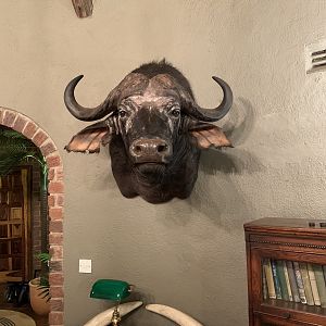 Cape Buffalo Shoulder Mount Taxidermy