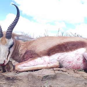 South Africa Hunt Springbok