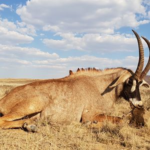 Hunt Roan Antelope in South Africa