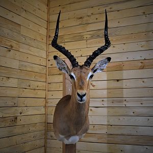 Impala Shoulder Mount Taxidermy