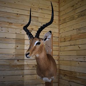 Impala Shoulder Mount Taxidermy