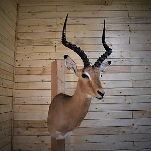 Impala Shoulder Mount Taxidermy