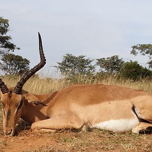 Normal Impala