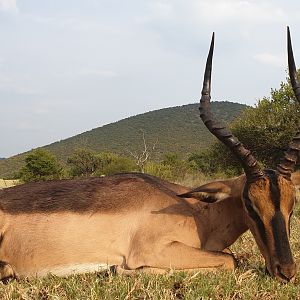 Marbled Impala