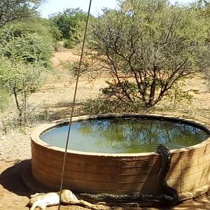 African Rock Python Limpopo South Africa