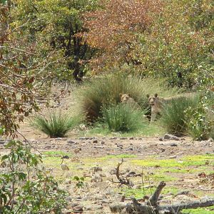 Lions Kaokoland Namibia