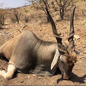 Namibia Hunt Eland