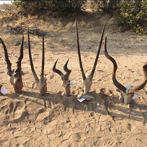 Hunting Trophies Namibia