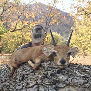 Steenbok Hunt Namibia