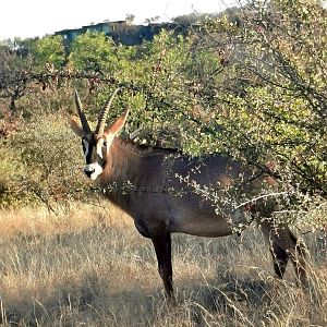 Roan South Africa