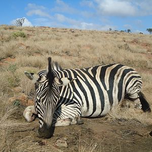 South Africa Hunt Burchell's Plain Zebra