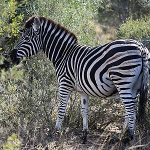 Burchell's Plain Zebra in South Africa