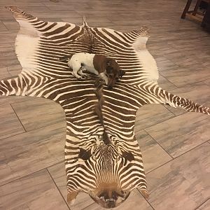 Hartmann's Mountain Zebra Rug