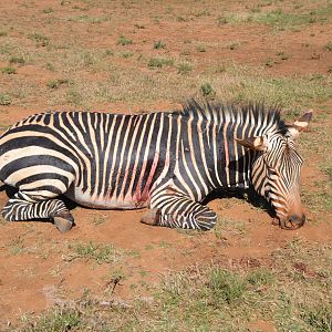 Hartmann's Mountain Zebra Hunt South Africa