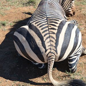 South Africa Hunting Hartmann's Mountain Zebra