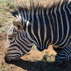 Hunt Hartmann's Mountain Zebra in South Africa