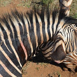 Hartmann's Mountain Zebra Hunting South Africa