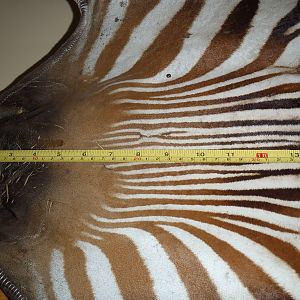 Hartmann's Mountain Zebra Rug Taxidermy