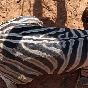 Namibia Hunt Burchell's Plain Zebra