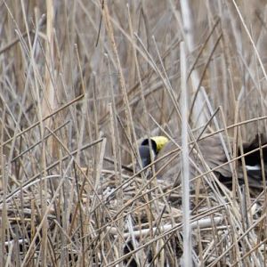 Goose nest band