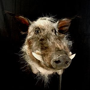 Bushpig Shoulder Mount Taxidermy