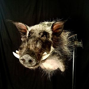 Bushpig Shoulder Mount Taxidermy